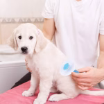 Shopkwik Dog Comb, Flea Comb for Dog, Labrador, Shih Tzu, Golden Retriever, German Shepherd, & Dog Grooming Comb Brush, Dog Hair Brush, Self Cleaning Dog & Cat Comb, Pet Hair Comb - Any Color - Pack of 1